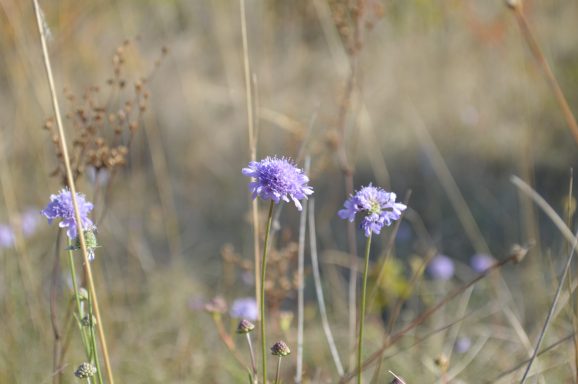 Graue Scabiose