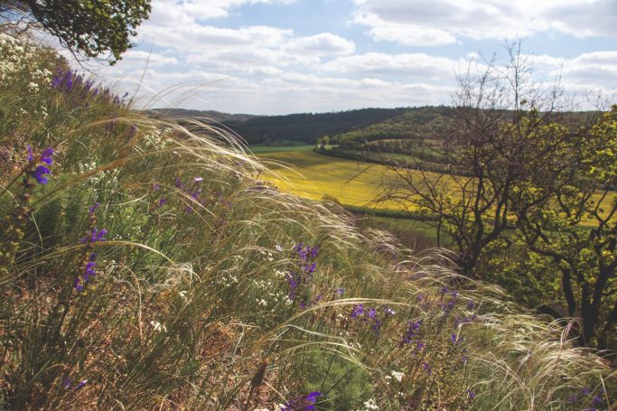 Steppentrockenrasen i.d. Steinklöbe