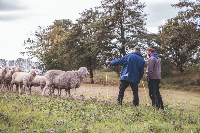 Beweidung durch Schafe
