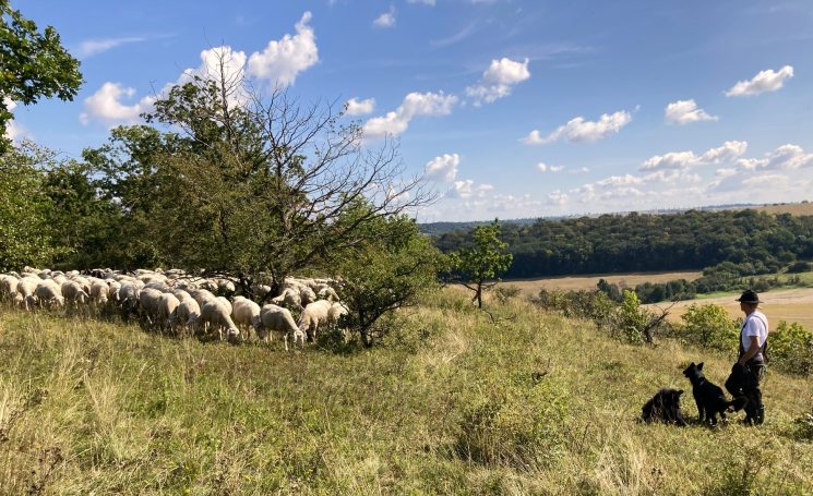 Beweidung a.d. Balgstädter Hohn